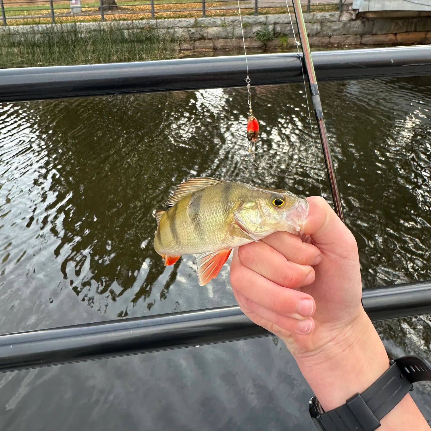 European perch caught on Fishbrain