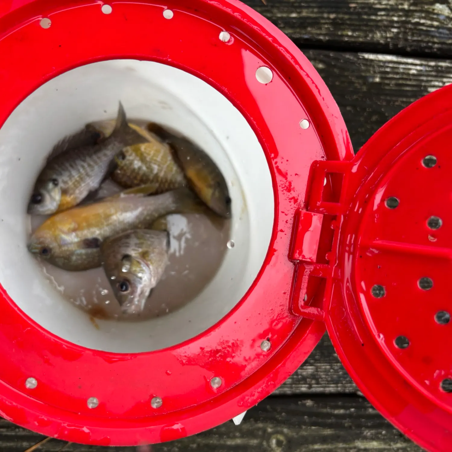Fish caught on Fishbrain