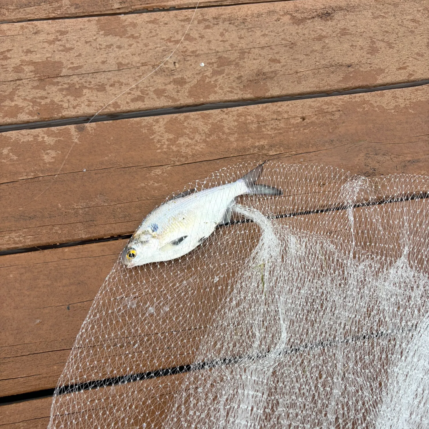 American gizzard shad caught on Fishbrain