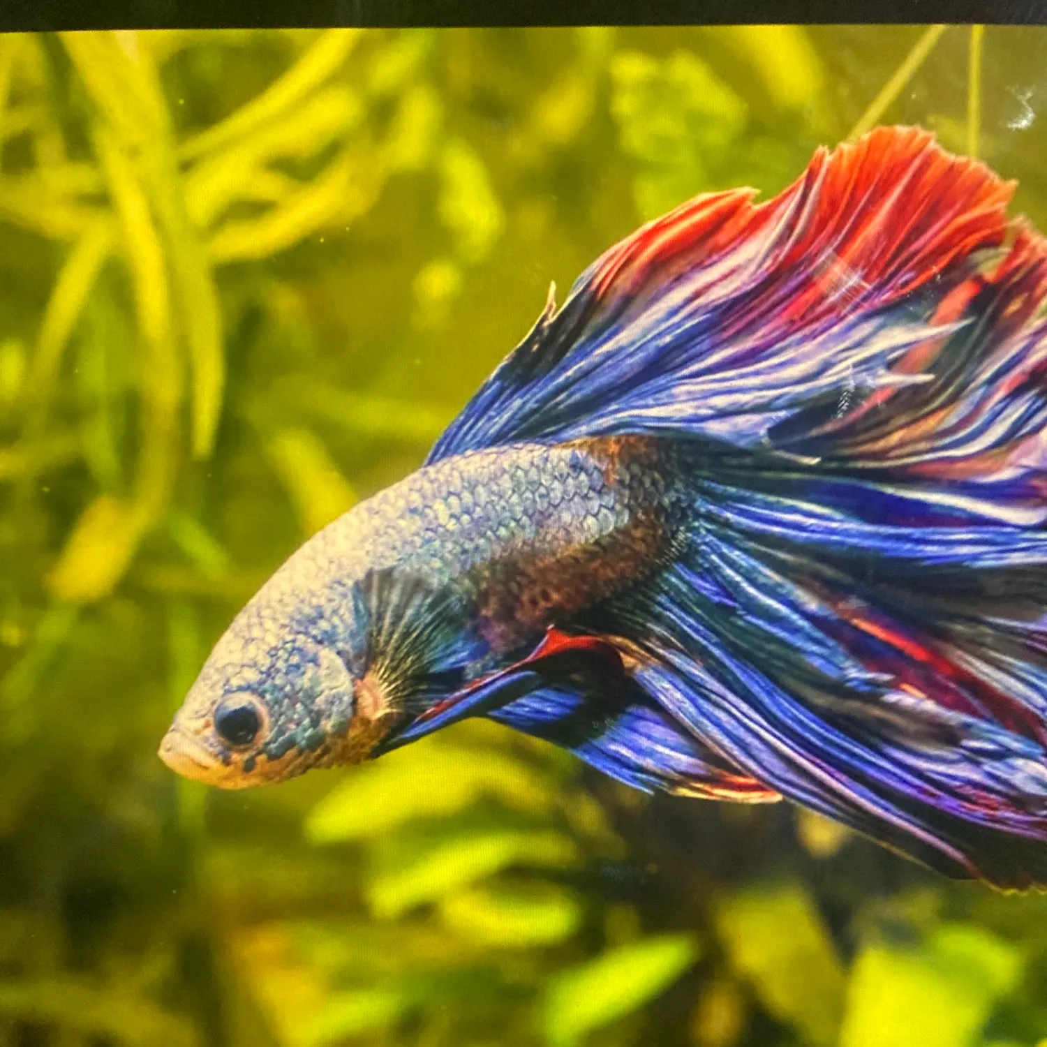 The most recent Pearlspot catches on Fishbrain