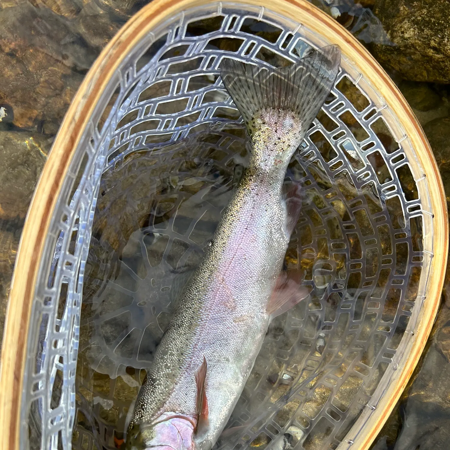 The most recent Rainbow trout catches on Fishbrain