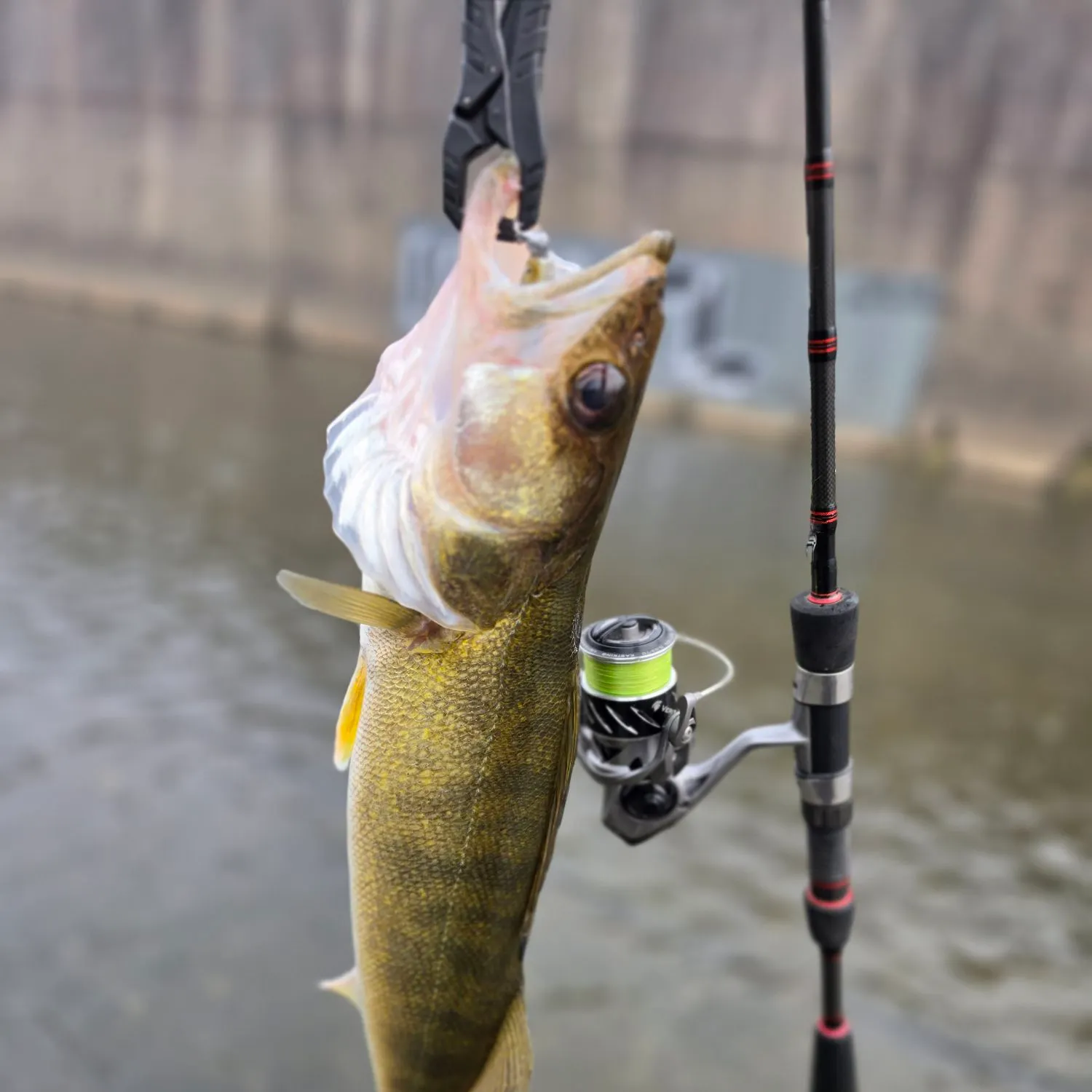 Walleye caught on Fishbrain