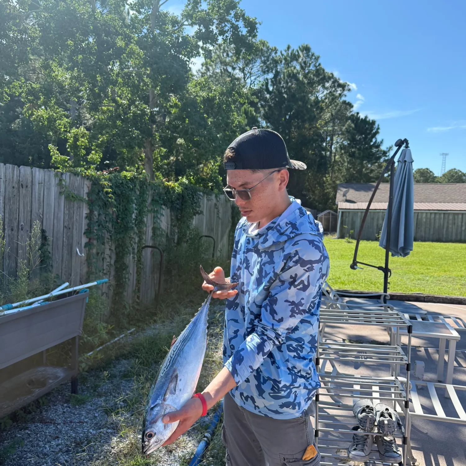 Little tunny caught on Fishbrain