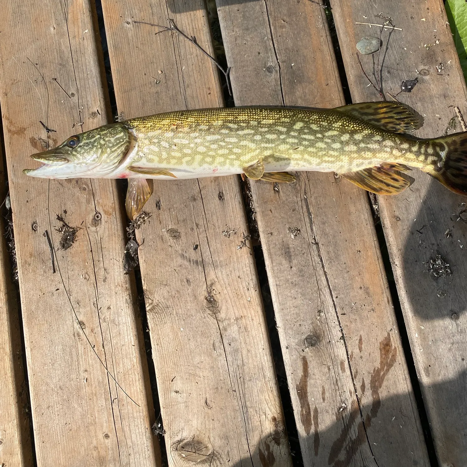 recently logged catches