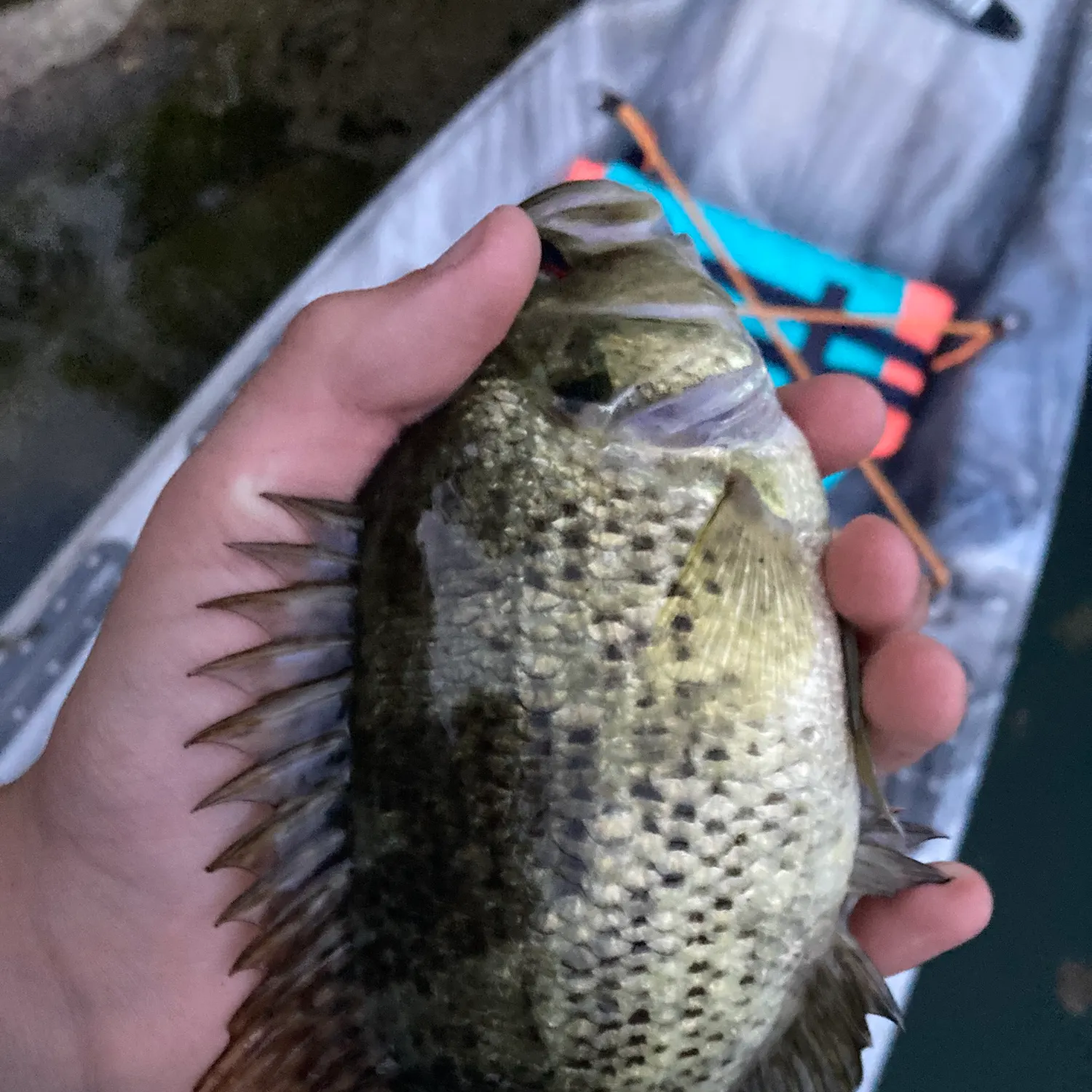 Shadow bass caught on Fishbrain