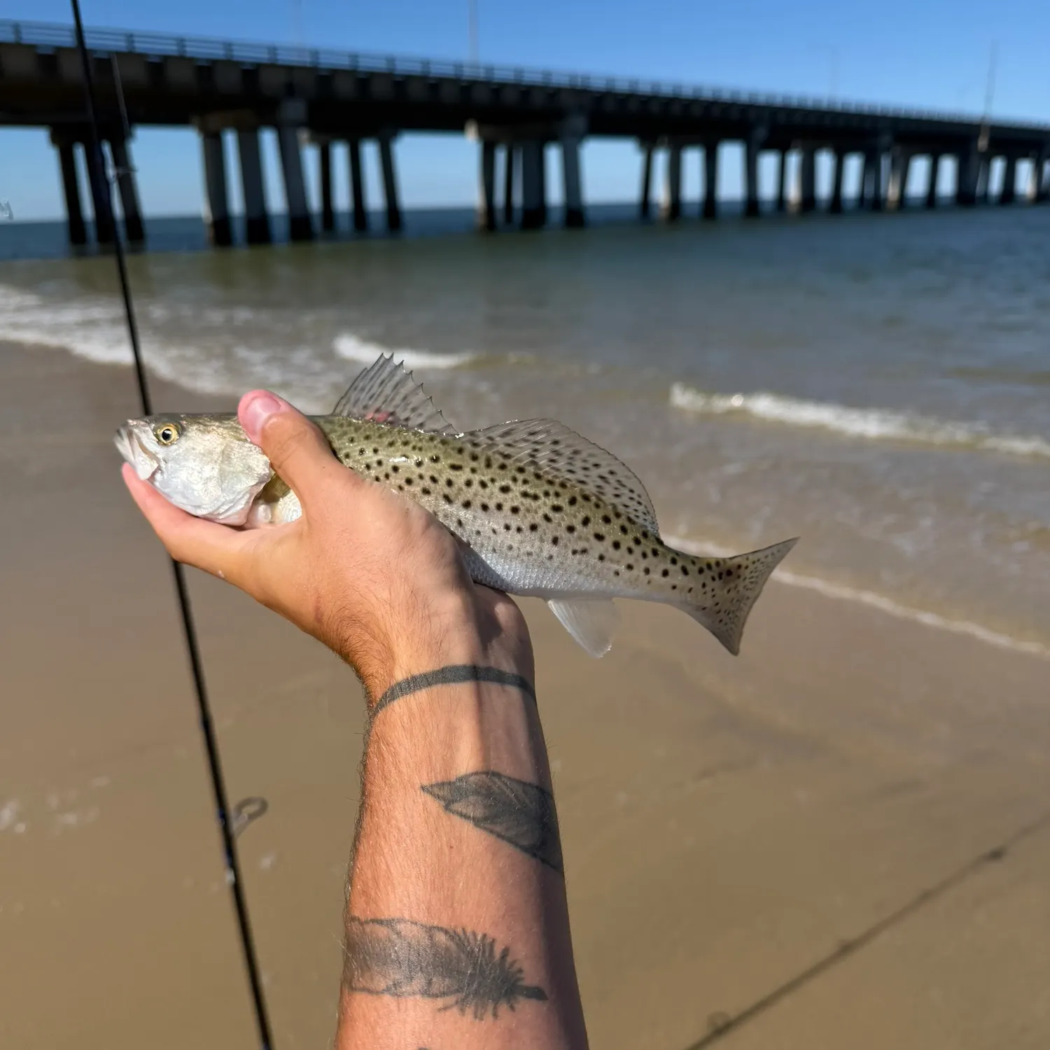 Spotted seatrout caught on Fishbrain