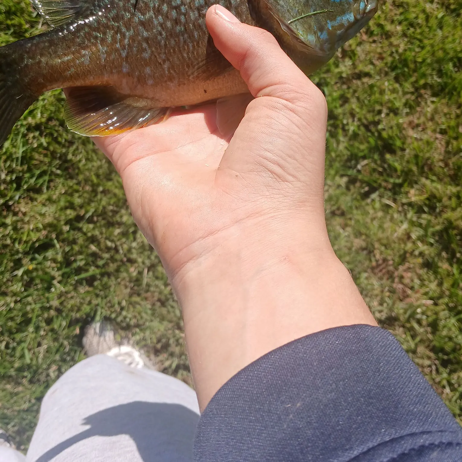 Greengill hybrid caught on Fishbrain