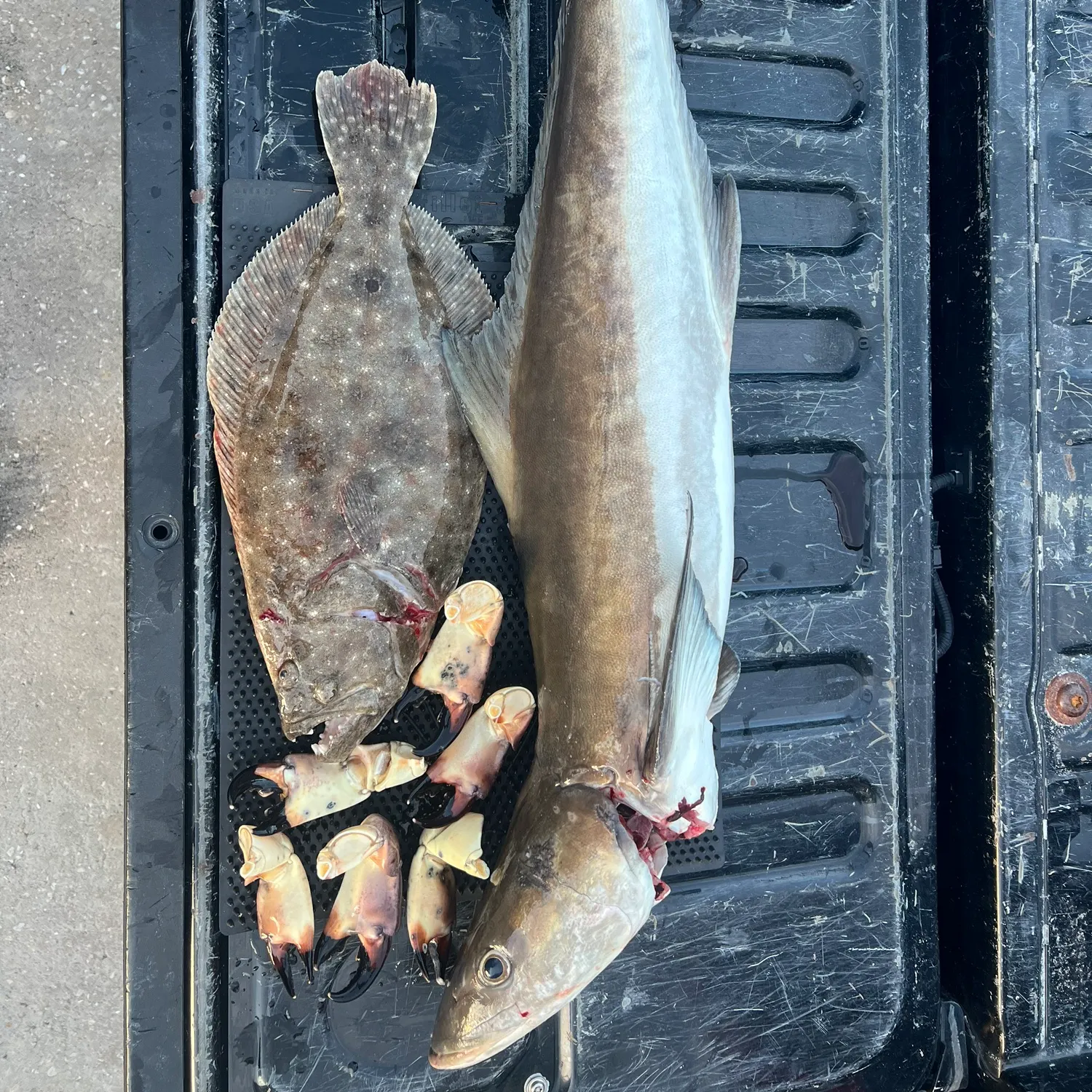The most recent Florida stone crab catches on Fishbrain