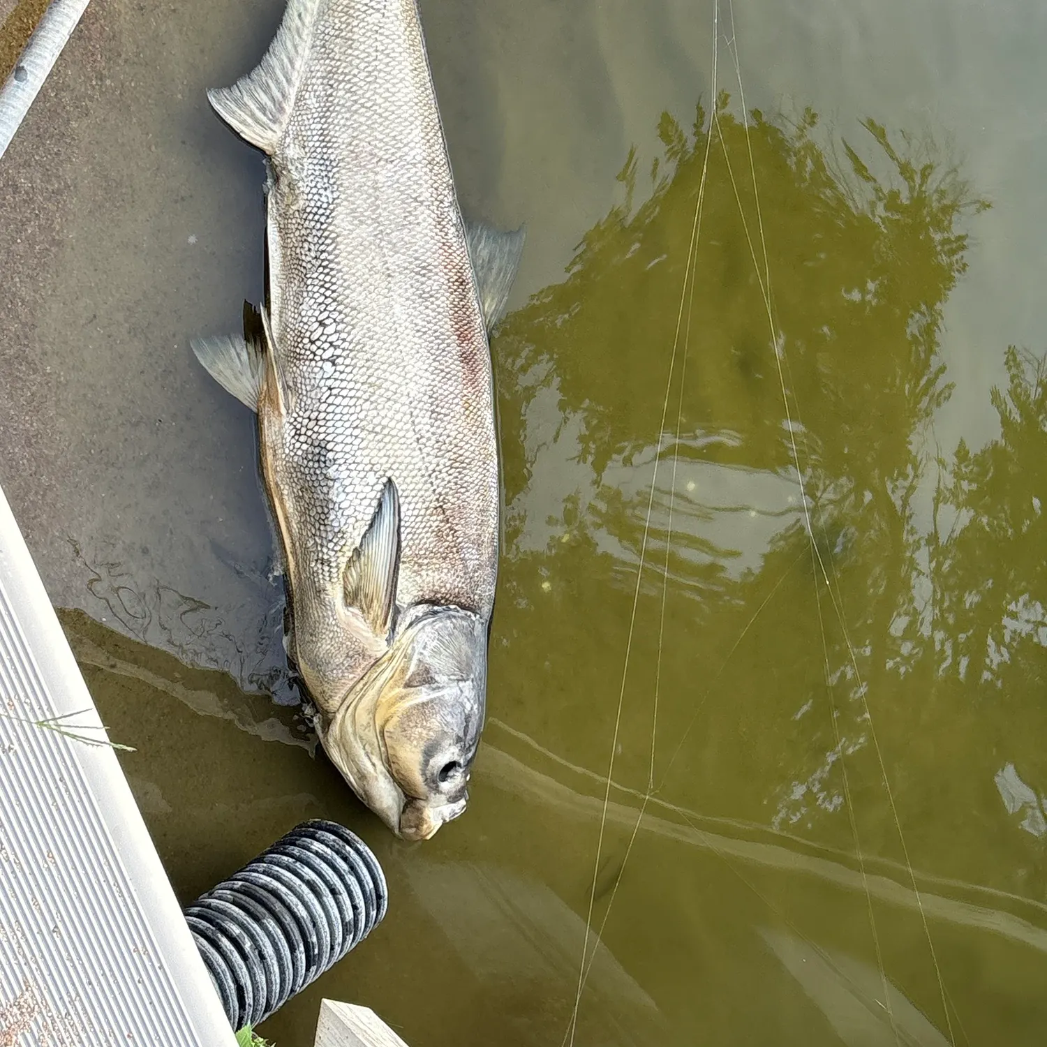 Silver carp caught on Fishbrain