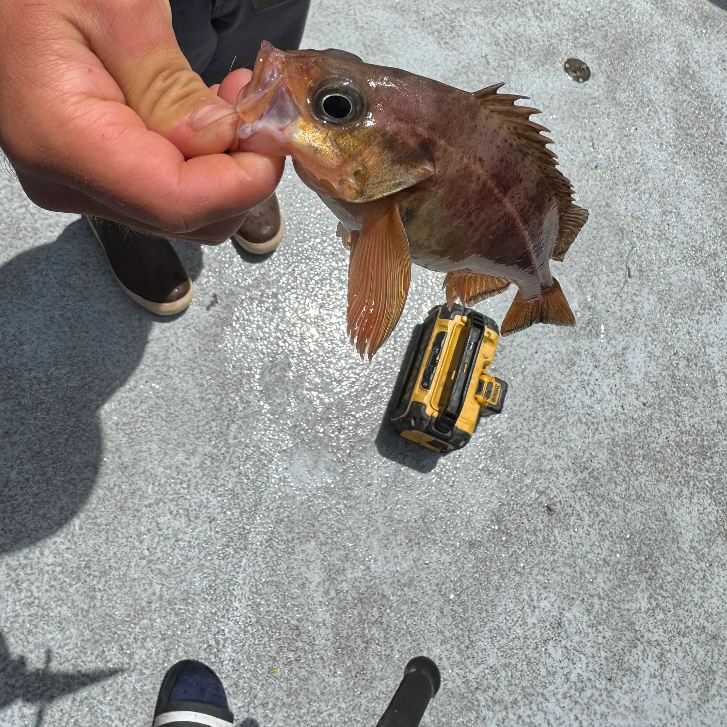 recently logged catches