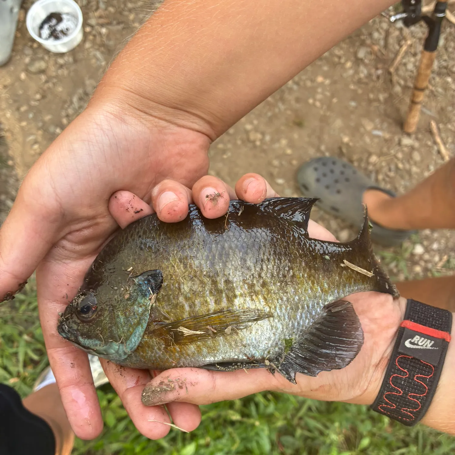 Bluegill caught on Fishbrain