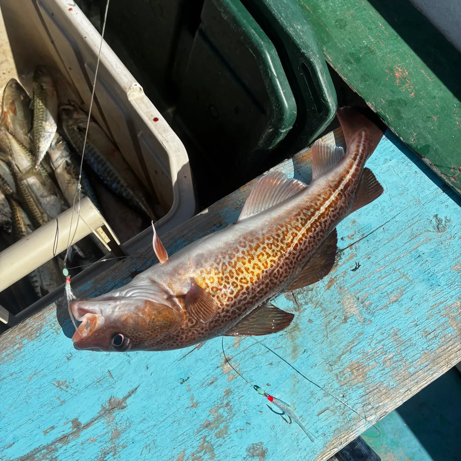 Atlantic cod caught on Fishbrain
