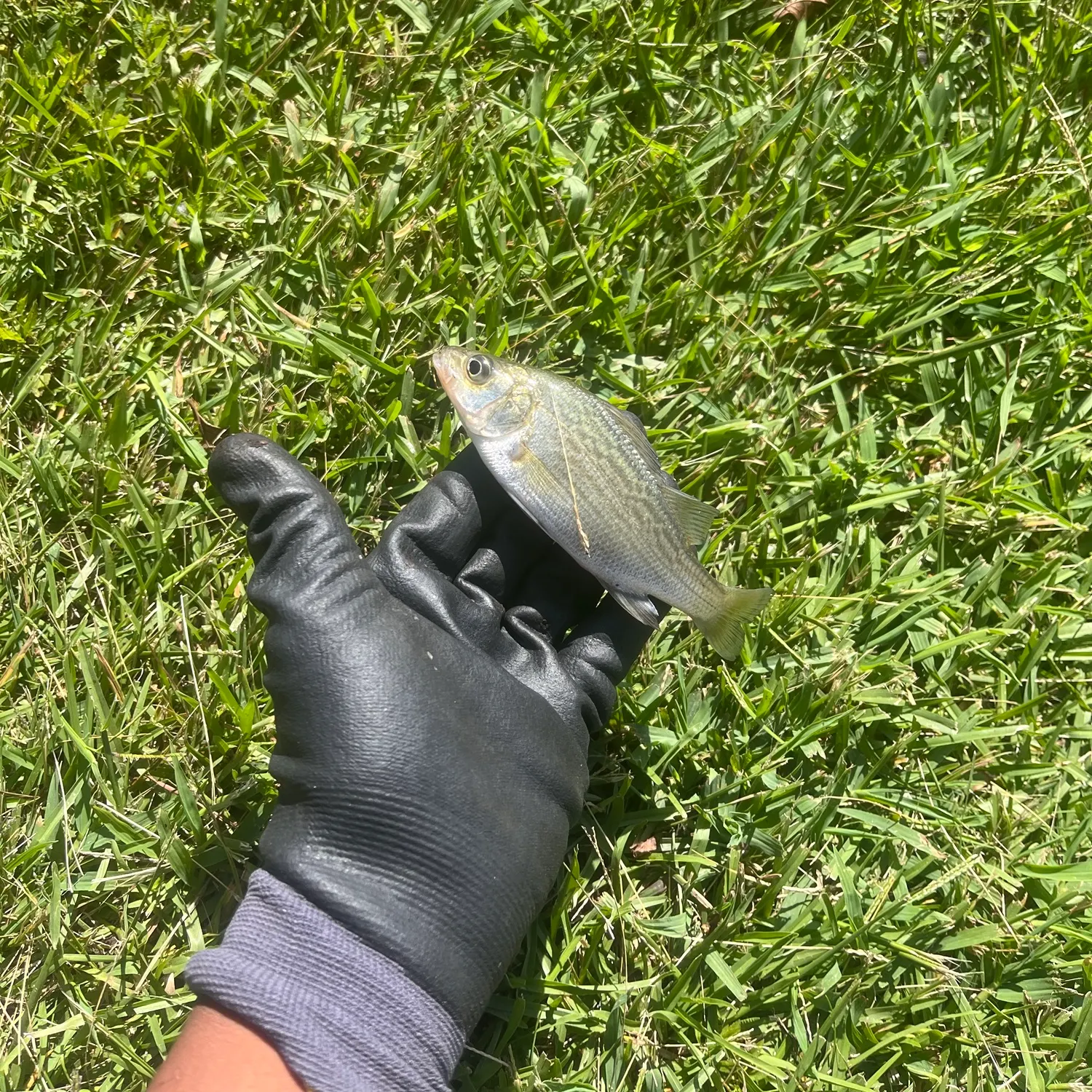 White perch caught on Fishbrain