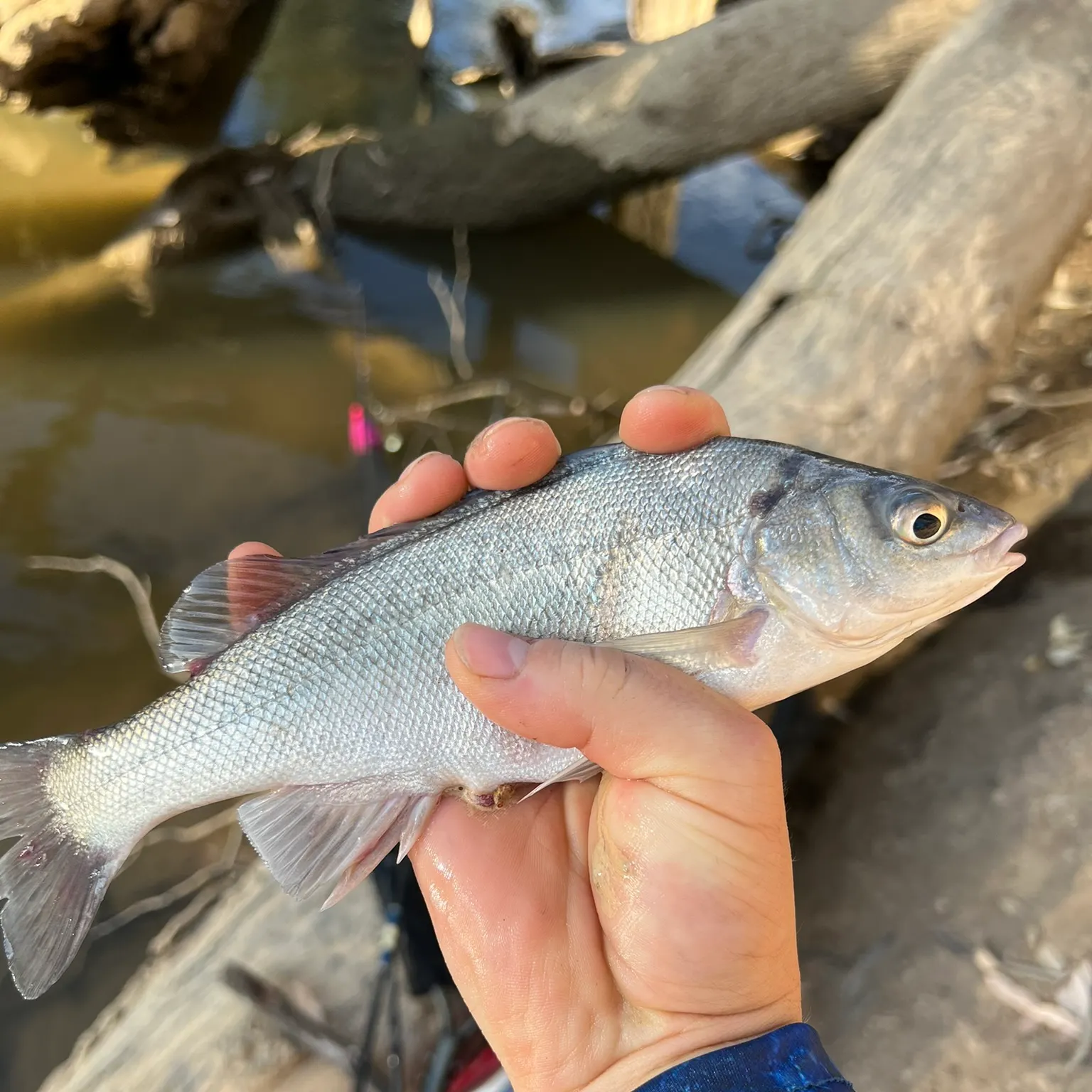 The most recent Bidyan perch catches on Fishbrain