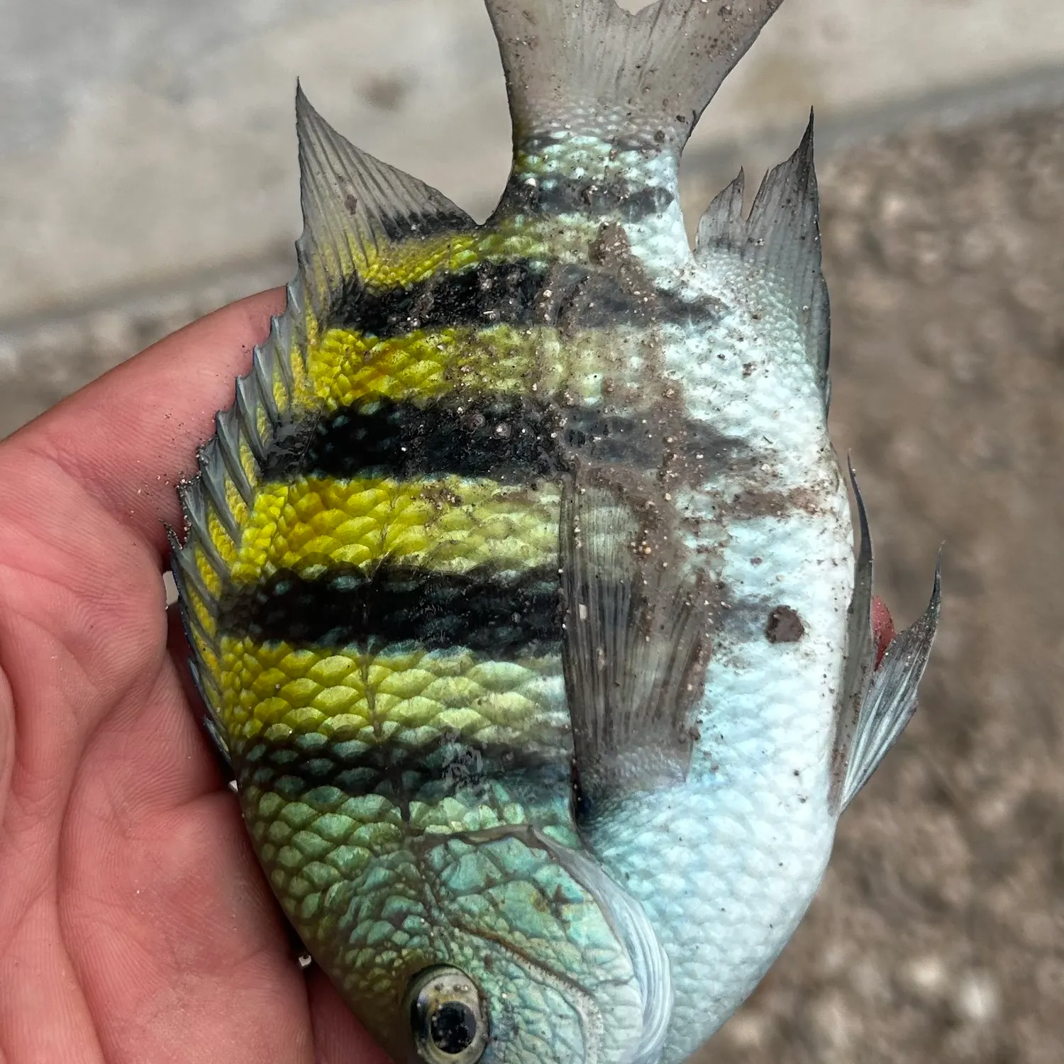The most recent Panamic sergeant major catches on Fishbrain