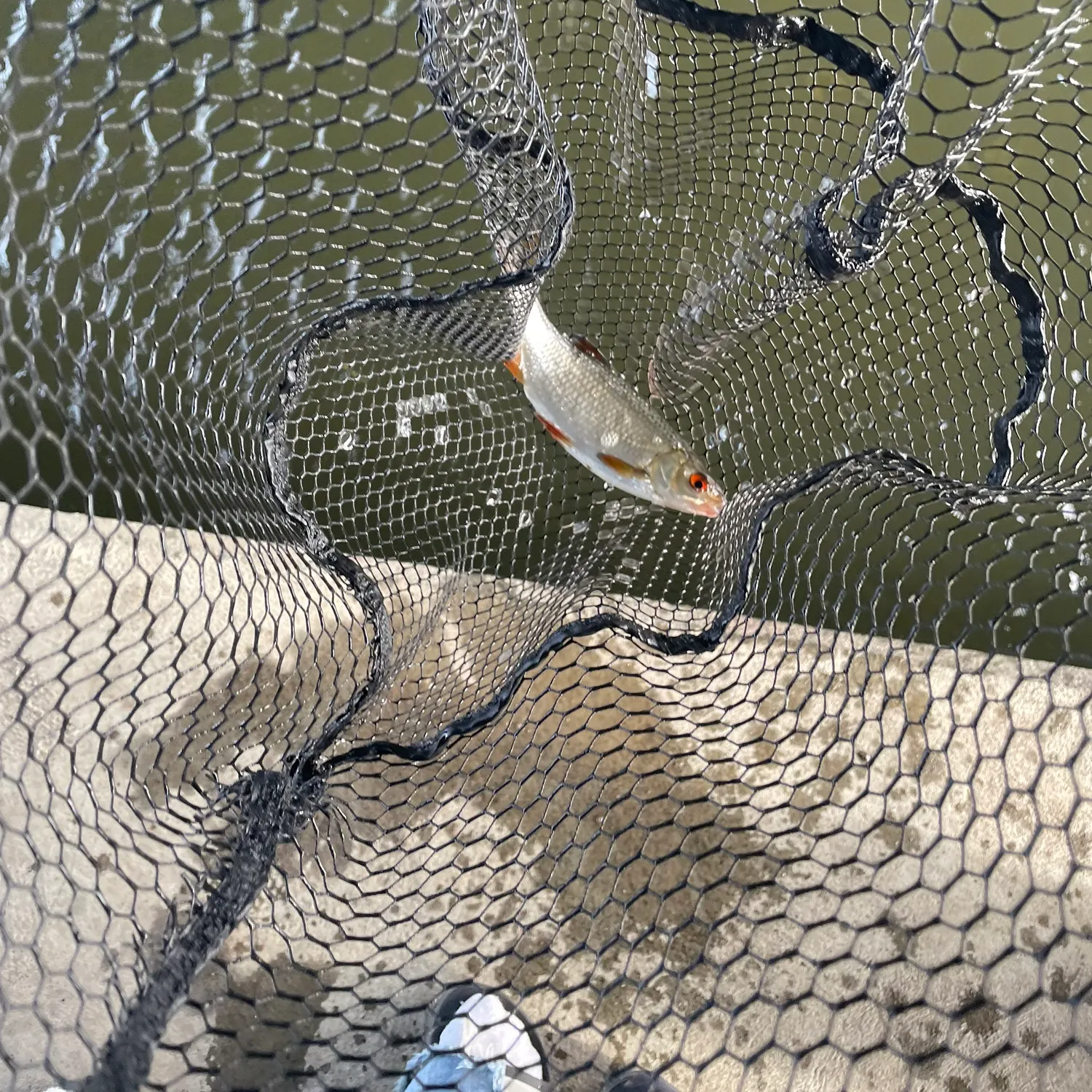 Common roach caught on Fishbrain