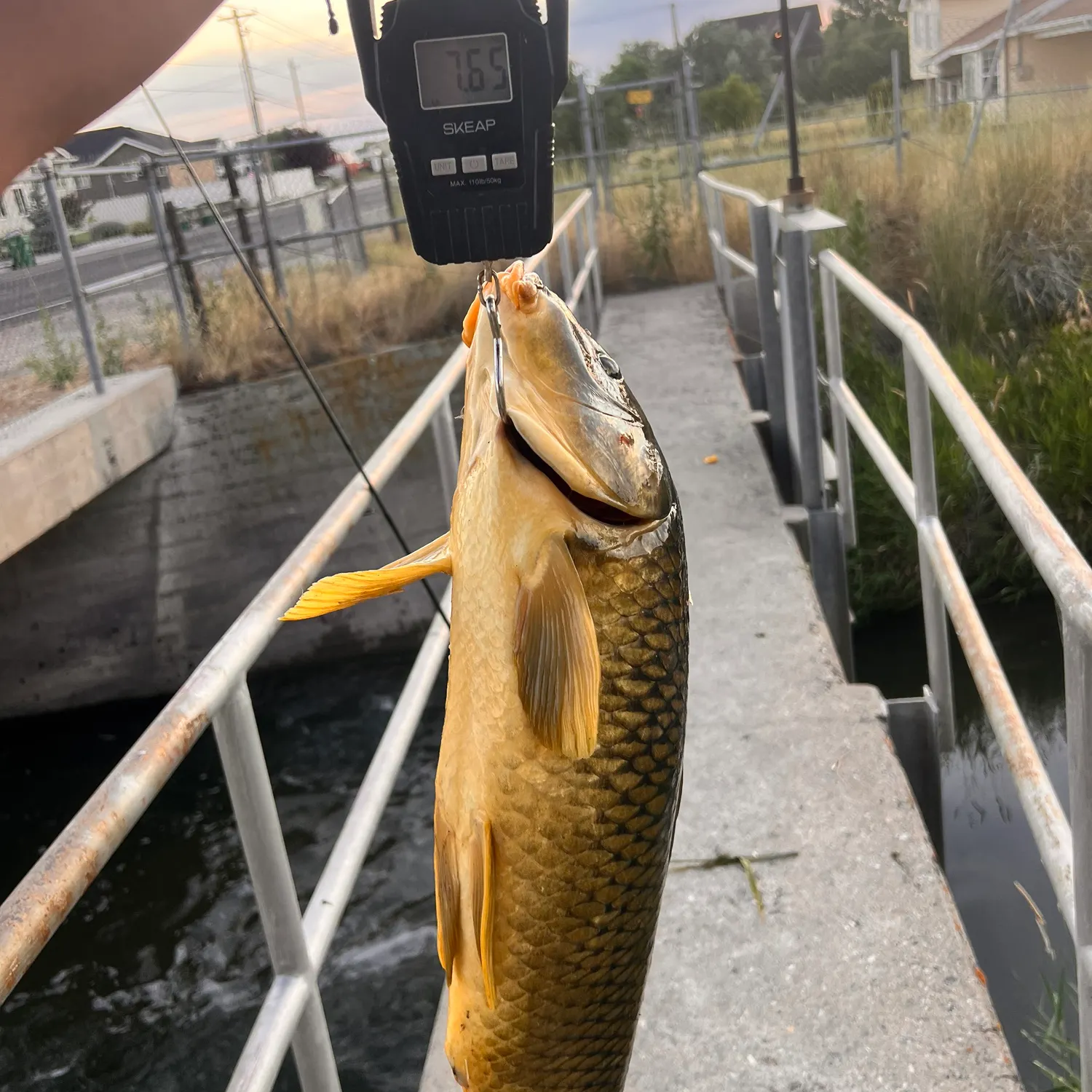 Common carp caught on Fishbrain