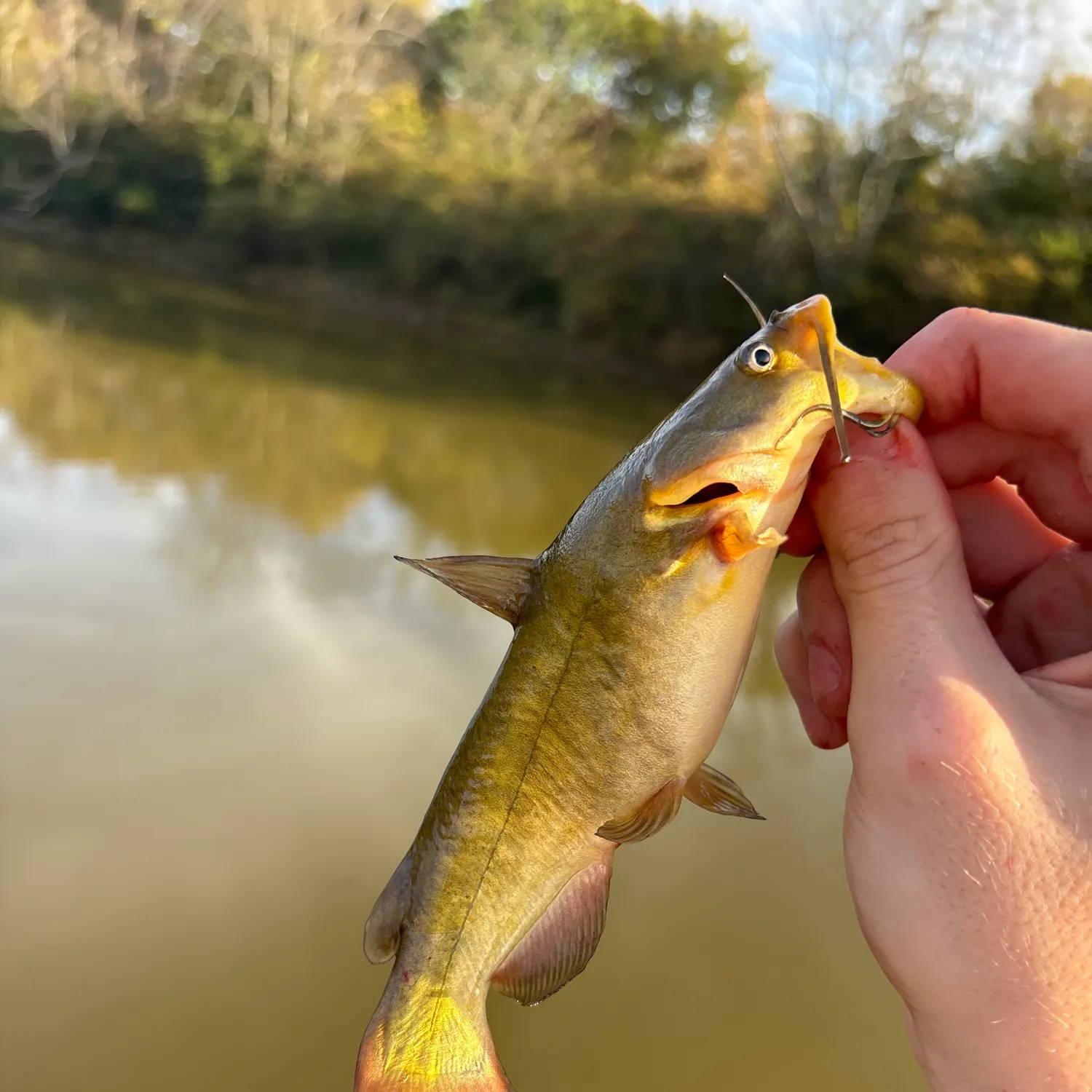 Yellow bullhead caught on Fishbrain
