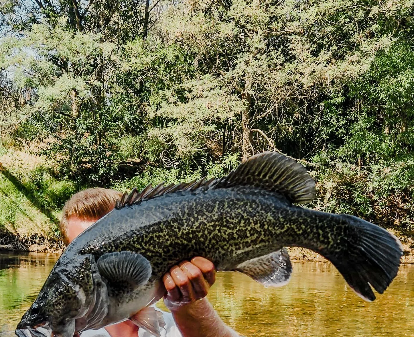 Murray cod