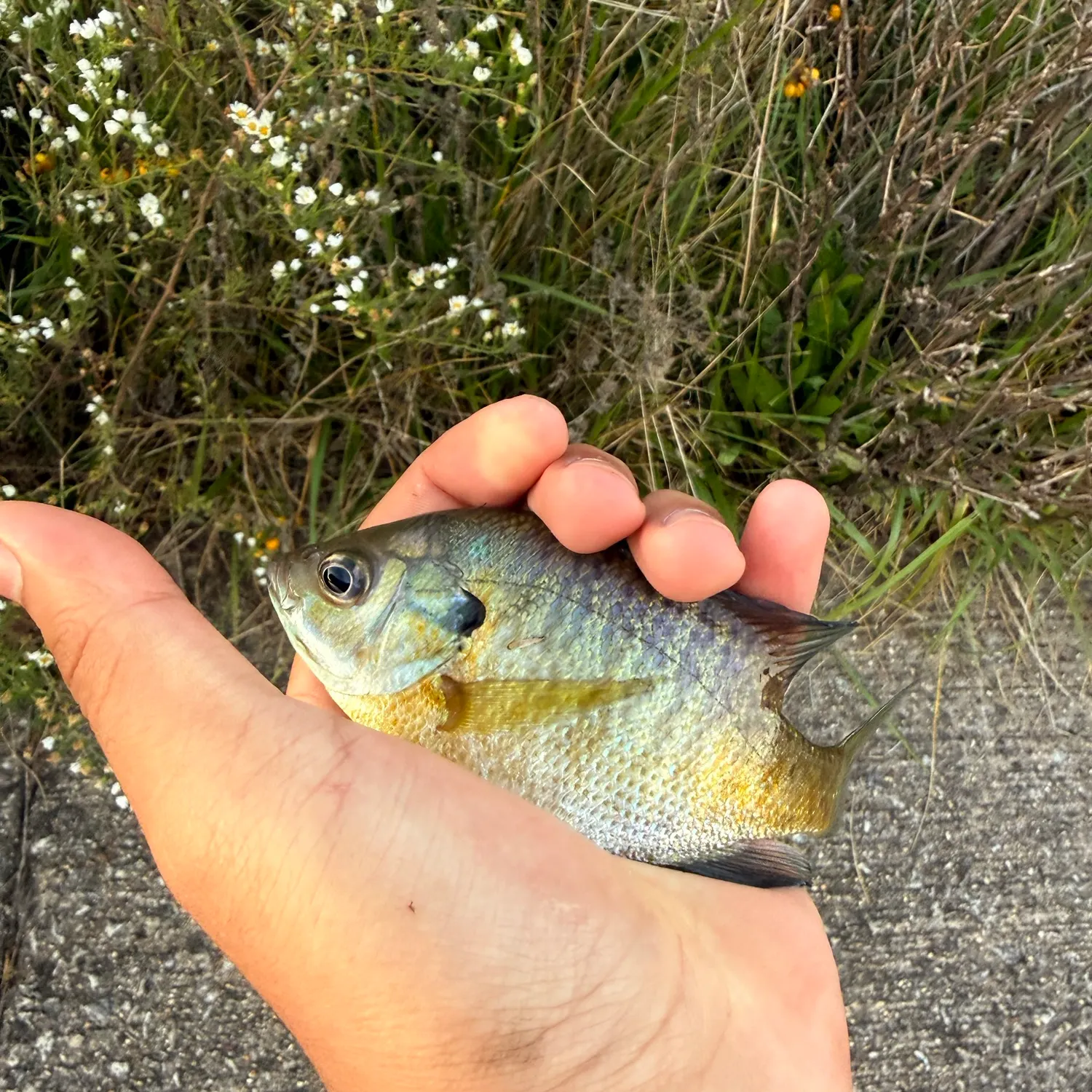 Bluegill caught on Fishbrain