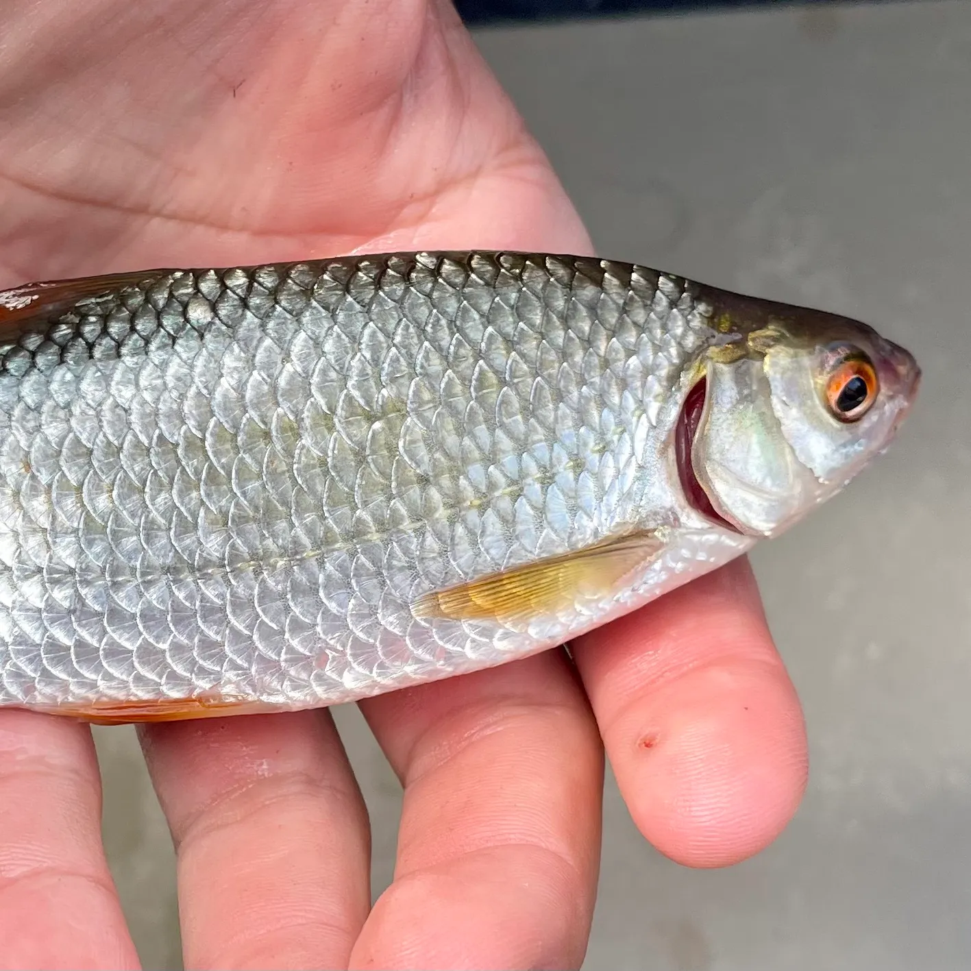 Common roach caught on Fishbrain