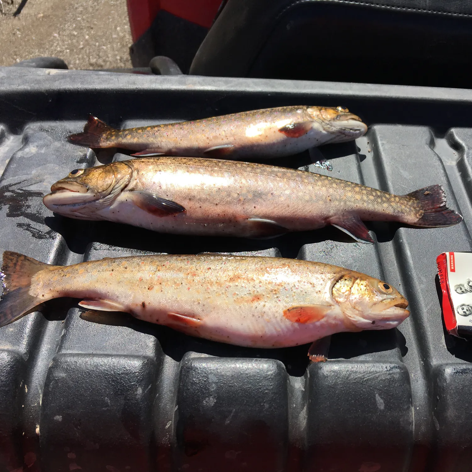 recently logged catches