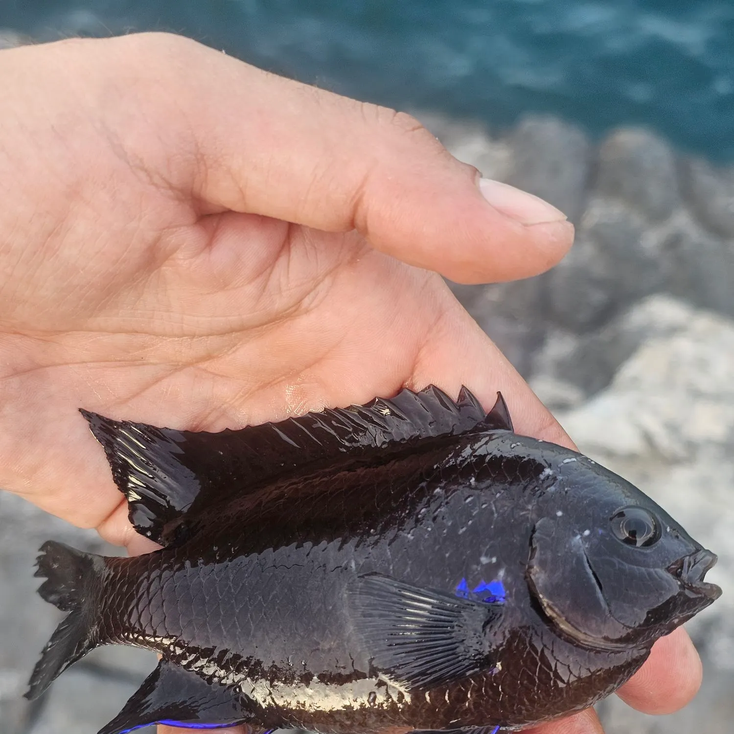 The most recent Canary damsel catches on Fishbrain