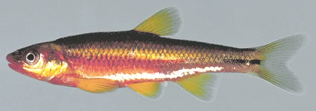 Saffron shiner