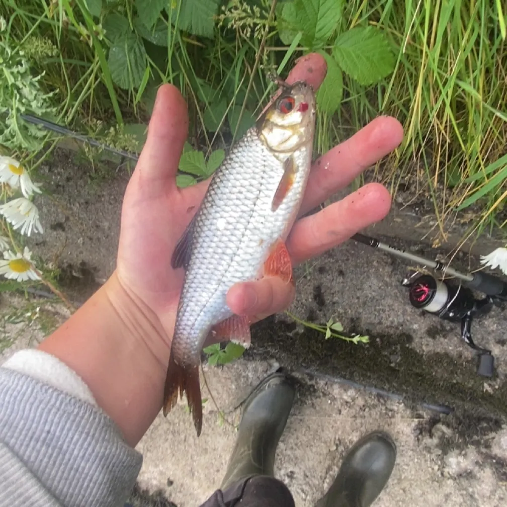The most recent Common roach catches on Fishbrain