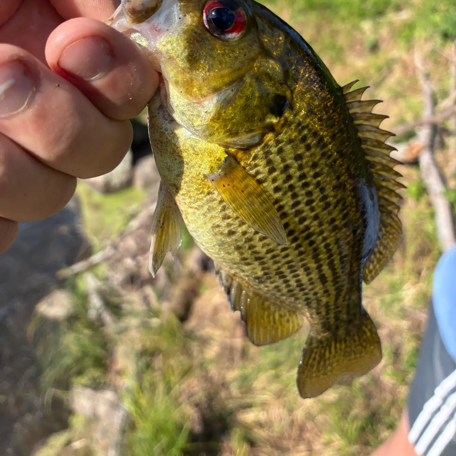 Fish caught on Fishbrain
