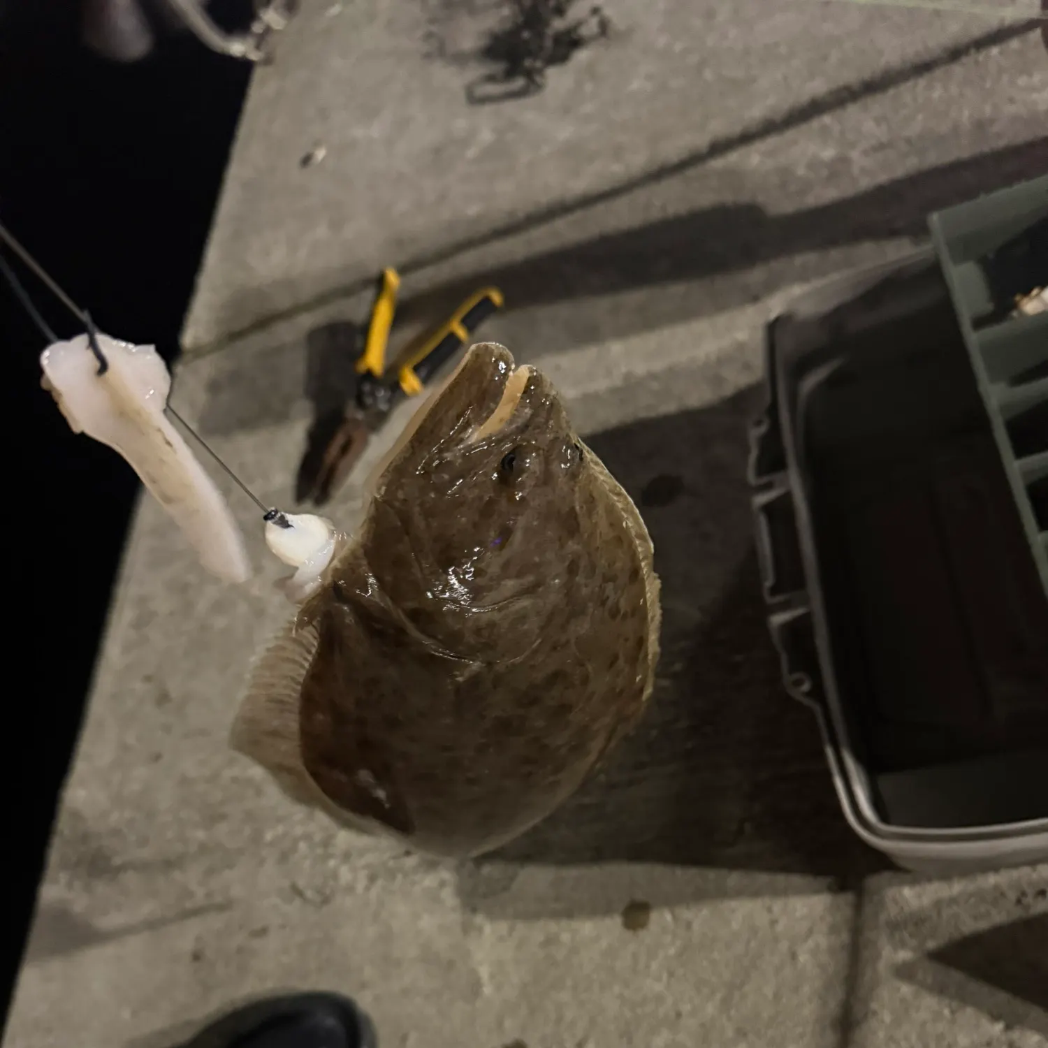 Summer flounder caught on Fishbrain
