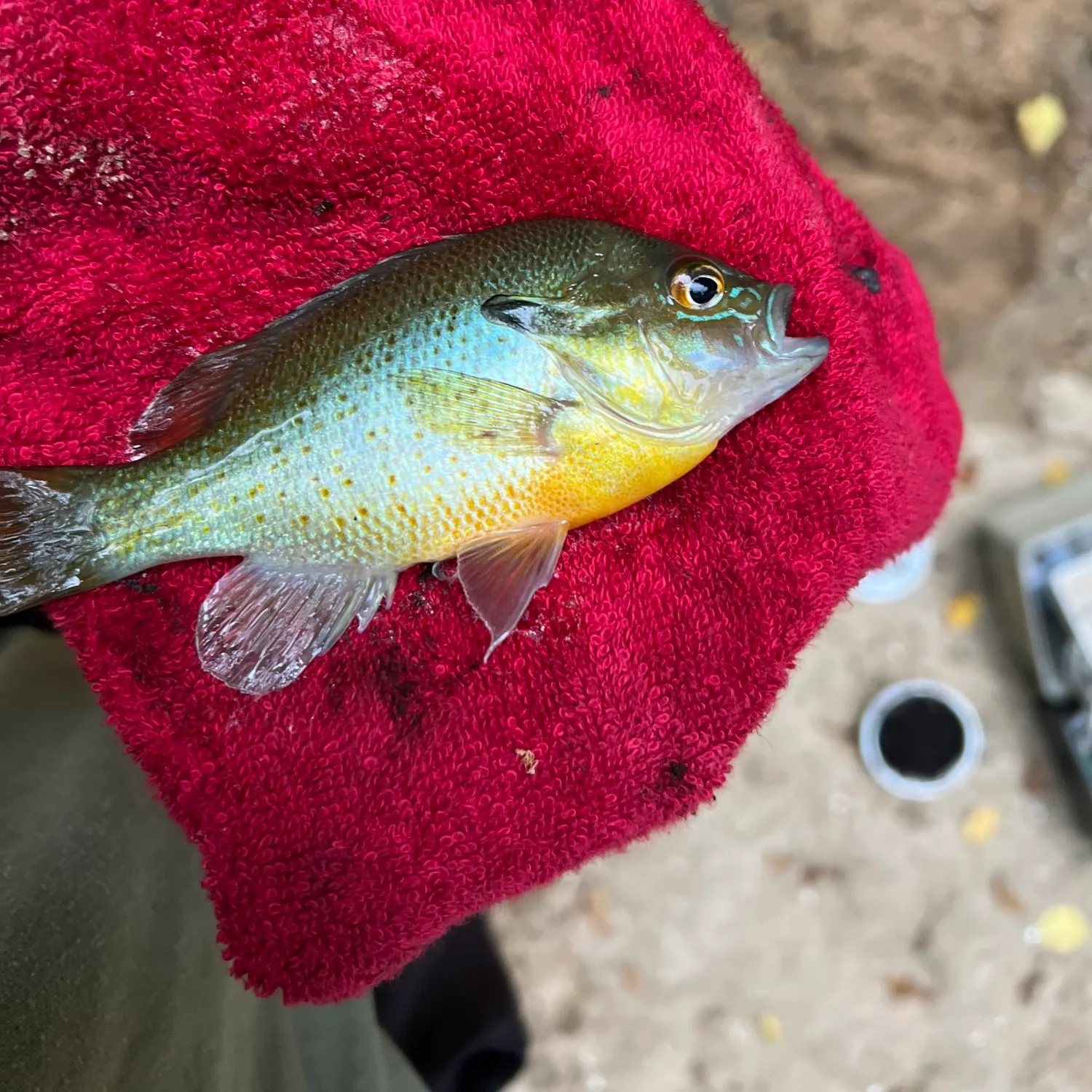 Redbreast sunfish caught on Fishbrain