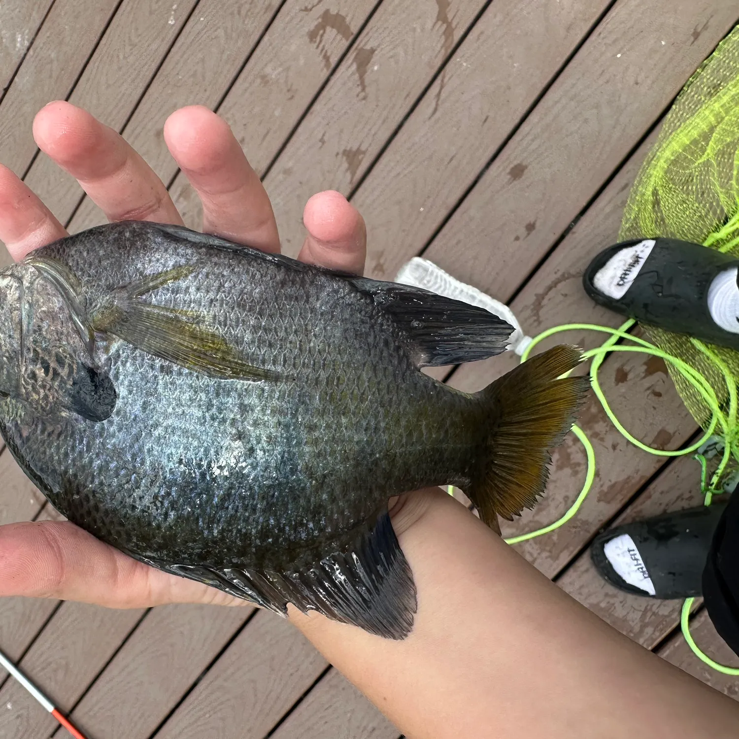 recently logged catches