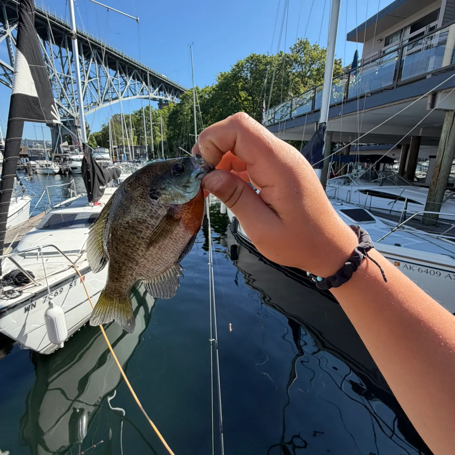recently logged catches