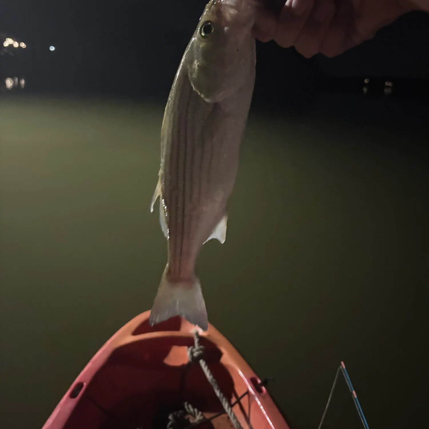 The most recent Striped bass catches on Fishbrain