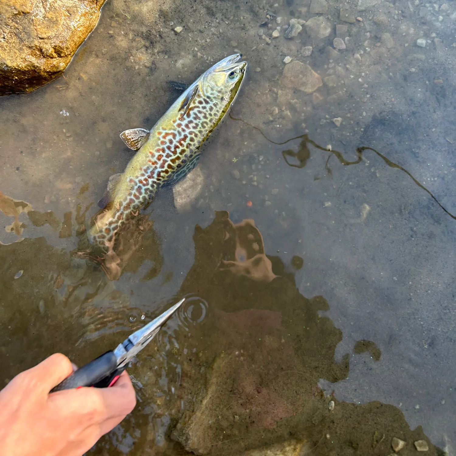 Tiger trout caught on Fishbrain