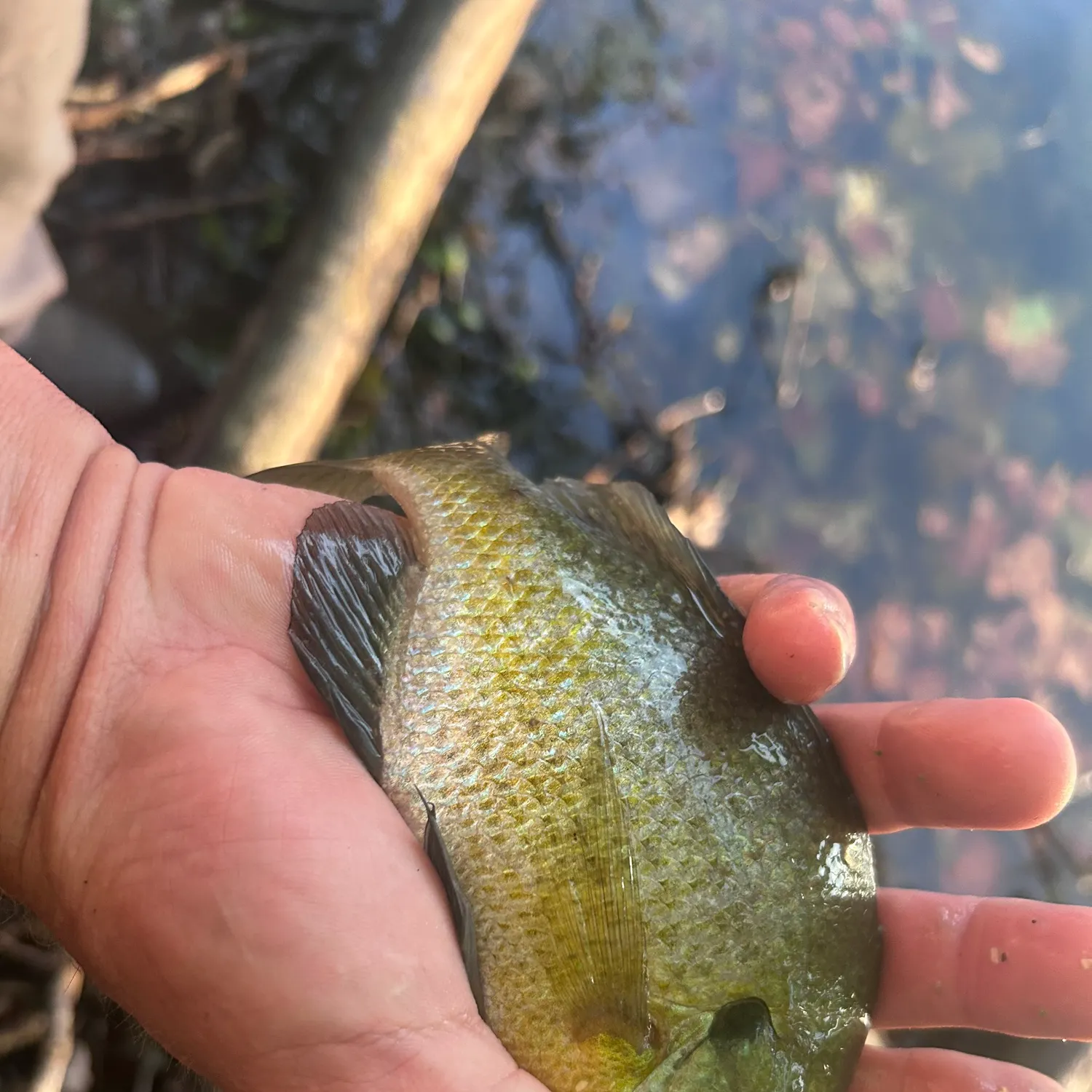 Bluegill caught on Fishbrain