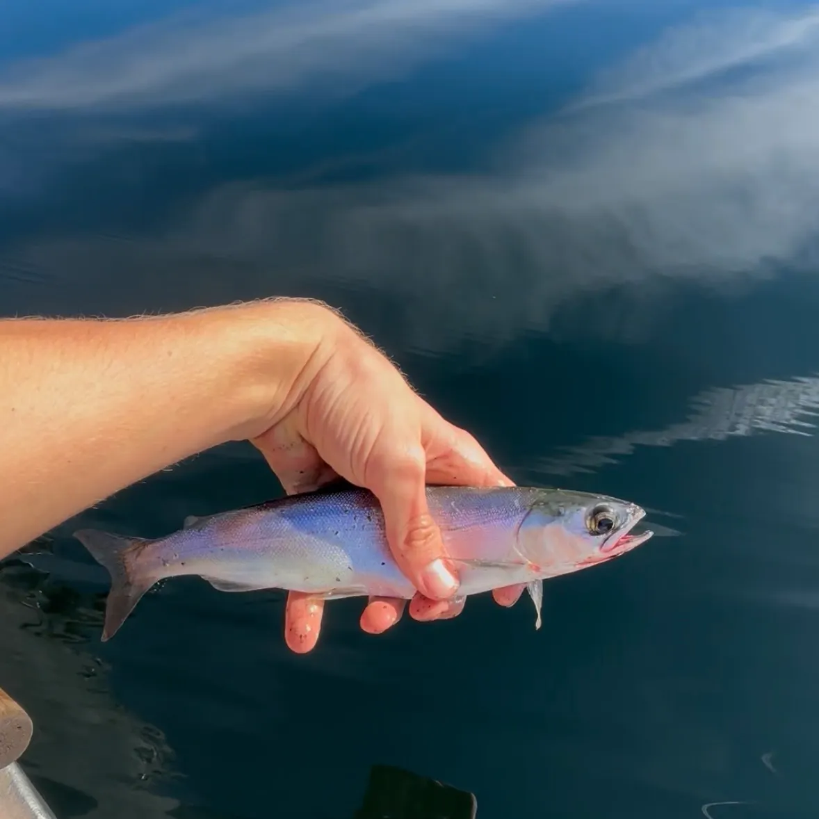 Kokanee salmon caught on Fishbrain