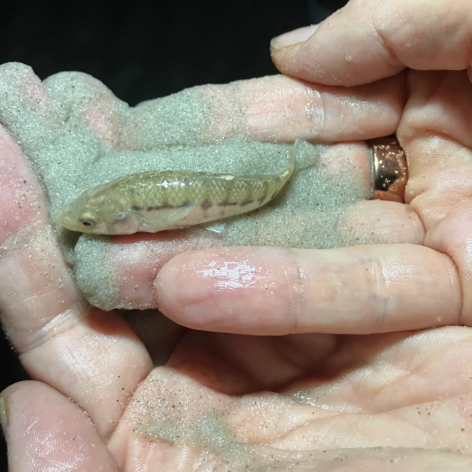 The most recent Striped killifish catches on Fishbrain