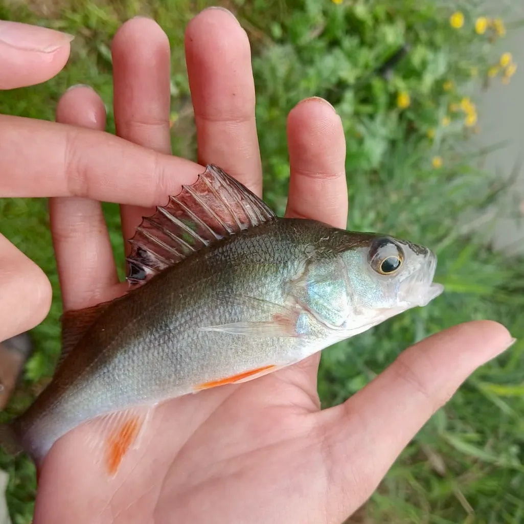 European perch caught on Fishbrain