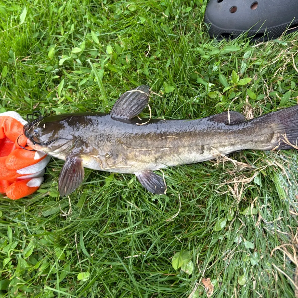 Brown bullhead caught on Fishbrain