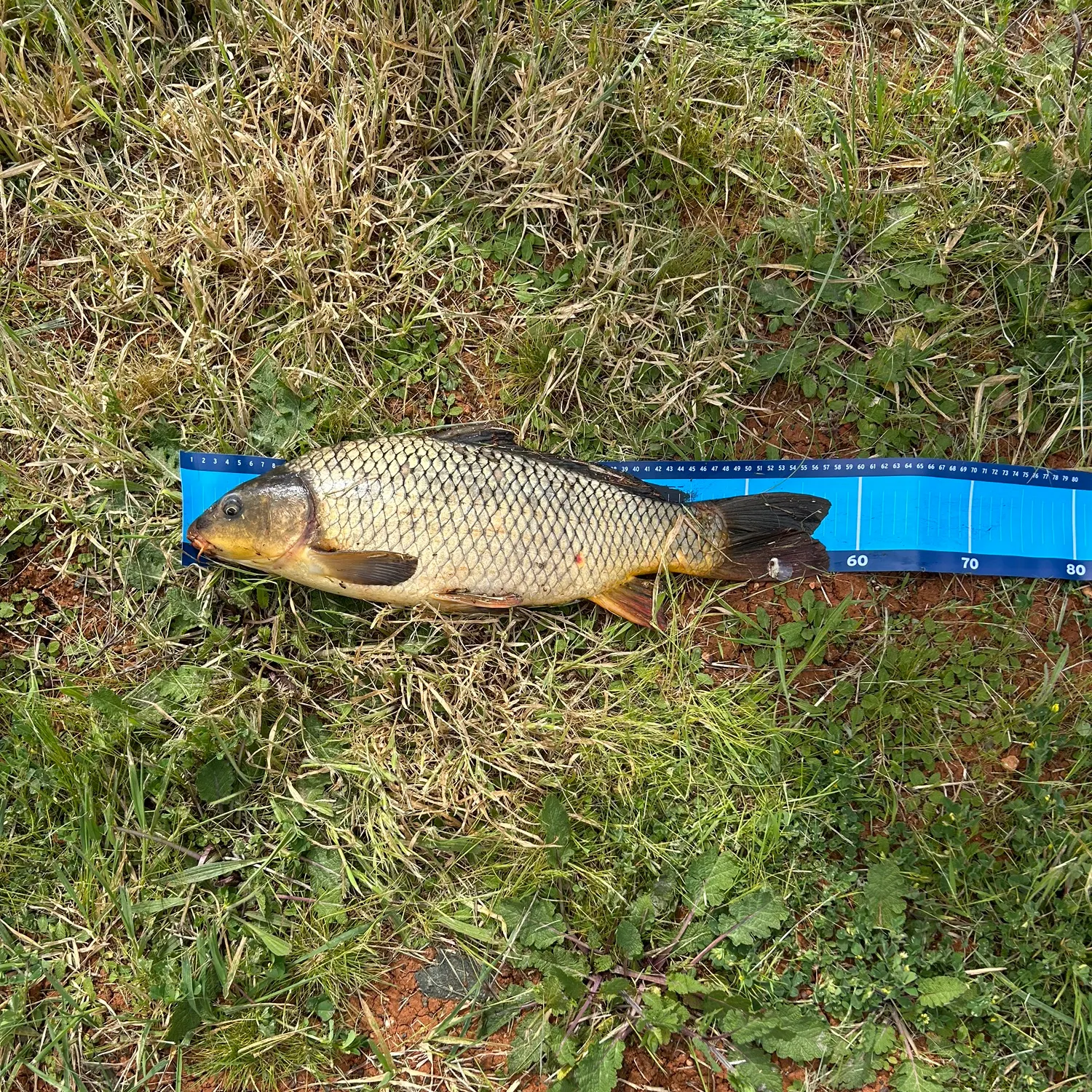 Common carp caught on Fishbrain