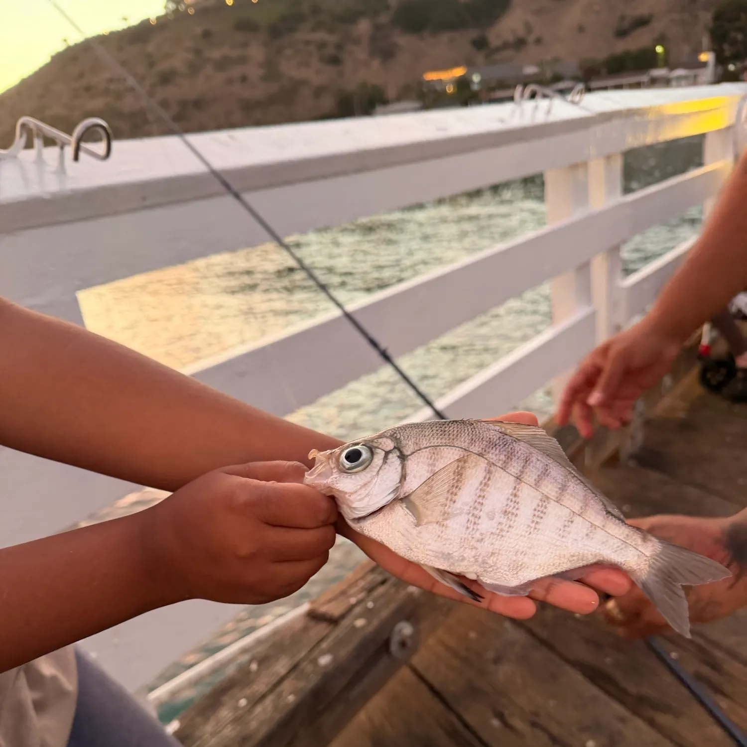 Barred surfperch caught on Fishbrain
