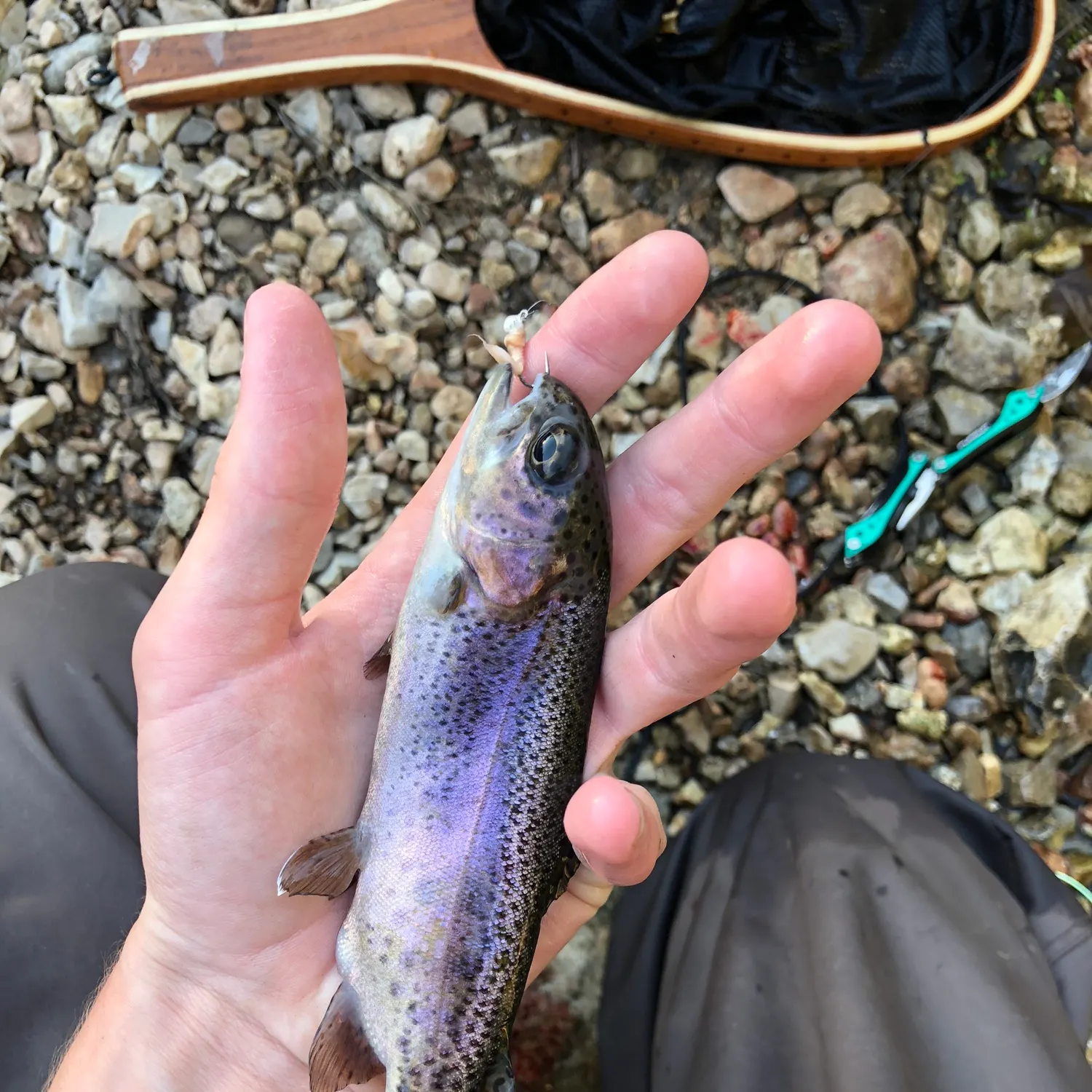 Rainbow trout caught on Fishbrain