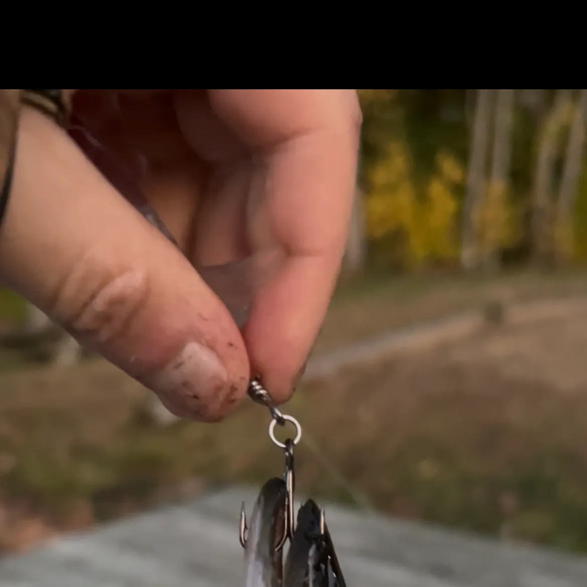 Chain pickerel caught on Fishbrain