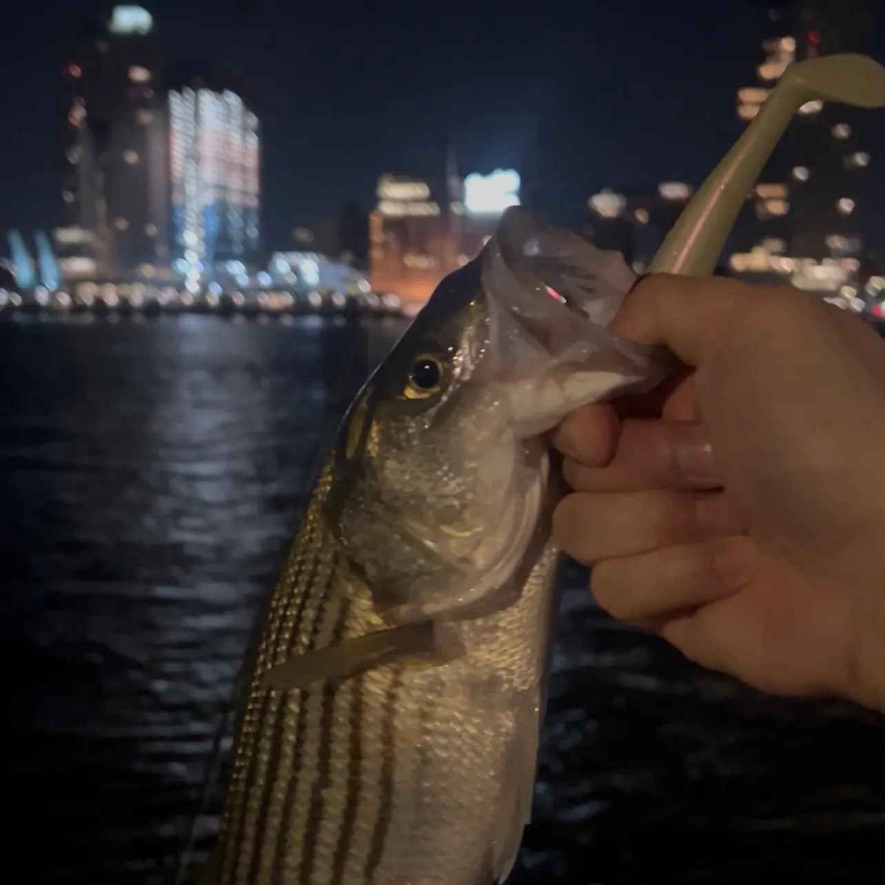 The most recent Striped bass catches on Fishbrain