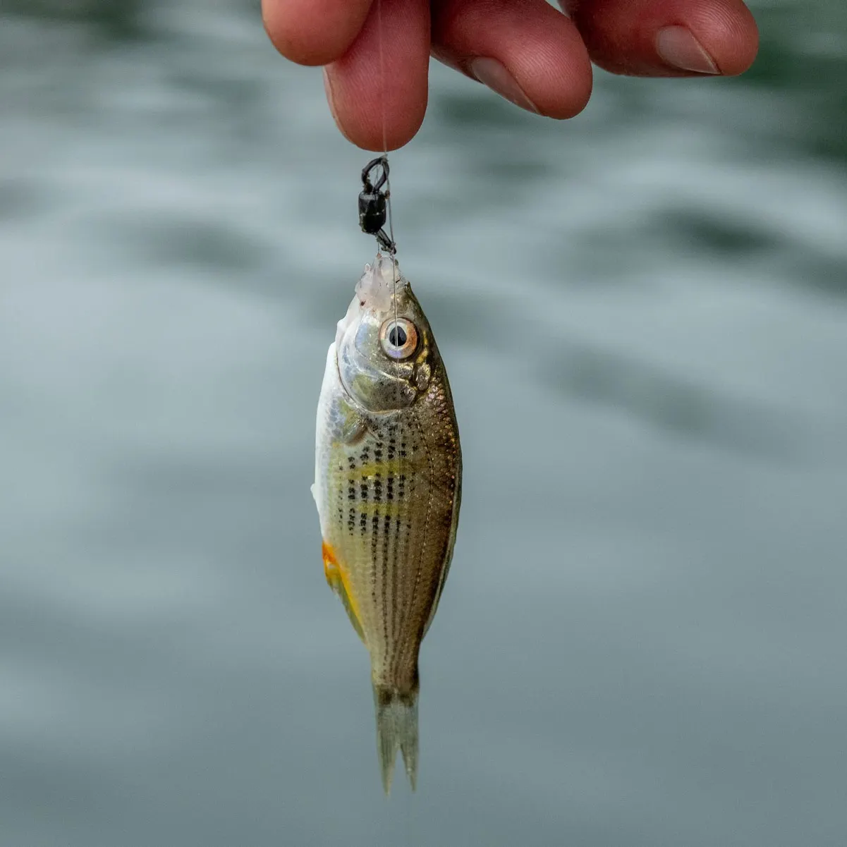 The most recent Pacific goliath grouper catches on Fishbrain