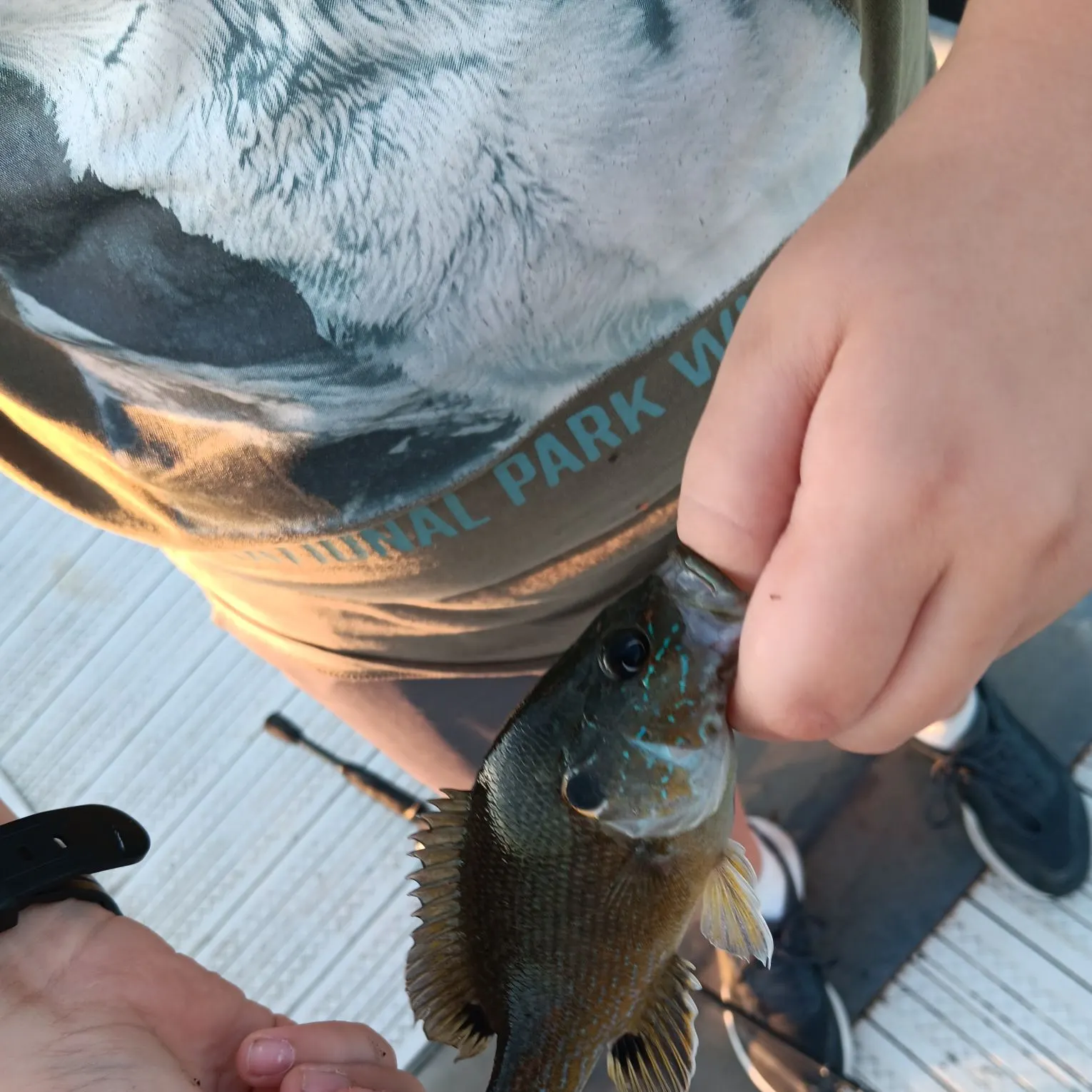 Green sunfish caught on Fishbrain