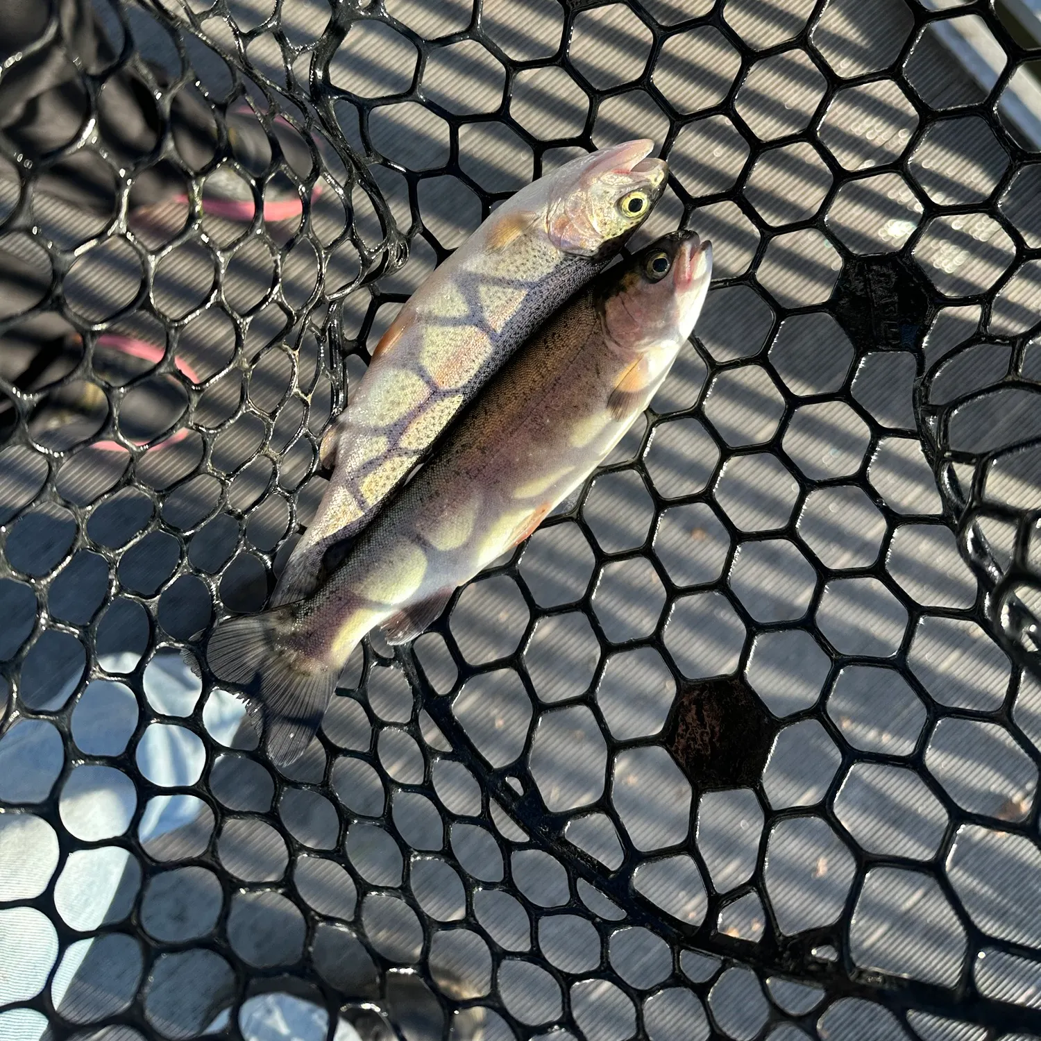 Rainbow trout caught on Fishbrain