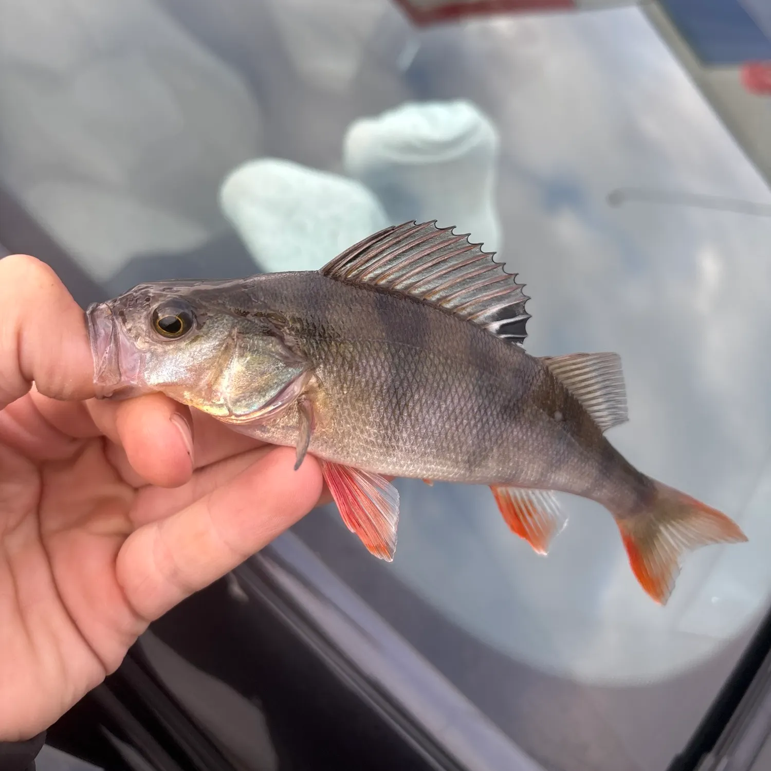 European perch caught on Fishbrain